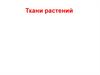 Ткани растений
