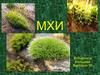 Мхи.  Классы мхов