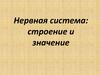 Нервная система: строение и значение