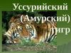 Уссурийский (Амурский) тигр