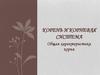 Корень и корневая система. Общая характеристика корня