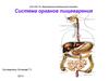 Система органов пищеварения. (Тема 6.2)