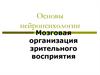 Основы нейропсихологии. Мозговая организация зрительного восприятия