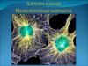 Адгезия клеток/ Межклеточные контакты/