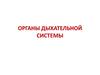 Органы дыхательной системы. Полость носа. Слизистая оболочка дыхательной области
