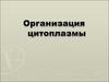 Организация цитоплазмы