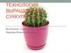 Технология выращивания суккулентов