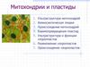 Митохондрии и пластиды