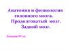 Анатомия и физиология головного мозга. Продолговатый мозг. Задний мозг