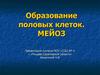 Образование половых клеток. Мейоз