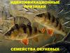 Идентификационные признаки семейства окуневых рыб