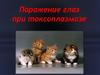Поражение глаз при токсоплазмозе