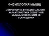 Физиология мышц. Структурно-функциональная характеристика скелетной мышцы и механизм ее сокращения