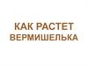 Как растет вермишелька