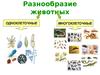 Разнообразие животных