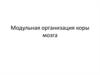 Модульная организация коры мозга