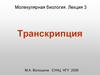 Молекулярная биология. Транскрипция