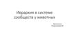 Иерархия в системе сообществ животных