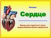 Сердце. Анатомия сердца