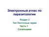 Электронный атлас по паразитологии. Раздел 2 Тип Ленточные черви. Часть 1 Сосальщики