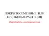 Покрытосеменные или цветковые растения. Magnoliophyta, или Angiospermae