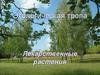 Экологическая тропа. Лекарственные растения
