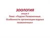 Подтип Позвоночные. Особенности организации водных позвоночных