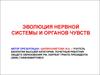 Эволюция нервной системы и органов чувств