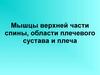 Мышцы верхней части спины, области плечевого сустава и плеча