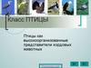 Класс Птицы