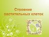 Строение растительных клеток