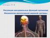 Регуляция висцеральных функций организма. Физиология вегетативной нервной системы