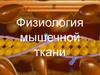 Физиология мышечной ткани