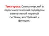Симпатический и парасимпатический подотделы вегетативной нервной системы, их строение и функции