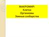 Макромир: клетки, организмы, земные сообщества
