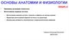 Основы анатомии и физиологии