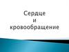 Сердце и кровообращение