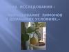 Выращивание лимонов в домашних условиях