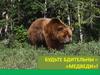 Бурый медведь