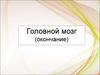 Головной мозг