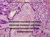 Мужская половая система, женская половая система, выделительная система, эмбриология