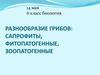 Разнообразие грибов: сапрофиты, фитопатогенные, зоопатогенные