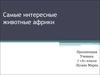 Самые интересные животные Африки