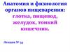 Анатомия и физиология органов пищеварения: глотка, пищевод, желудок, тонкий кишечник