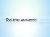 Органы дыхания