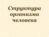 Структура организма человека. Клетка. Ткани
