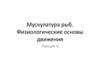 Мускулатура рыб. Физиологические основы движения. Лекция 4