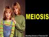Meiosis