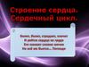 Строение сердца. Сердечный цикл