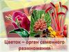 Цветок – орган семенного размножения